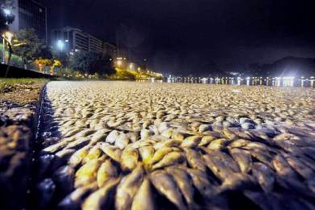 thousands-dead-fishes-brasil,
