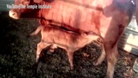 1 Birth of first red heifer in 2000 years fulfils Bible prophecy and signals end of days | The three signs that Biblical prophecies about end of the world and the "Messiah" (Antichrist) are coming true